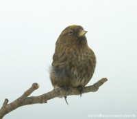 /album/vogels-van-jacques/huvaere-20-jpg/